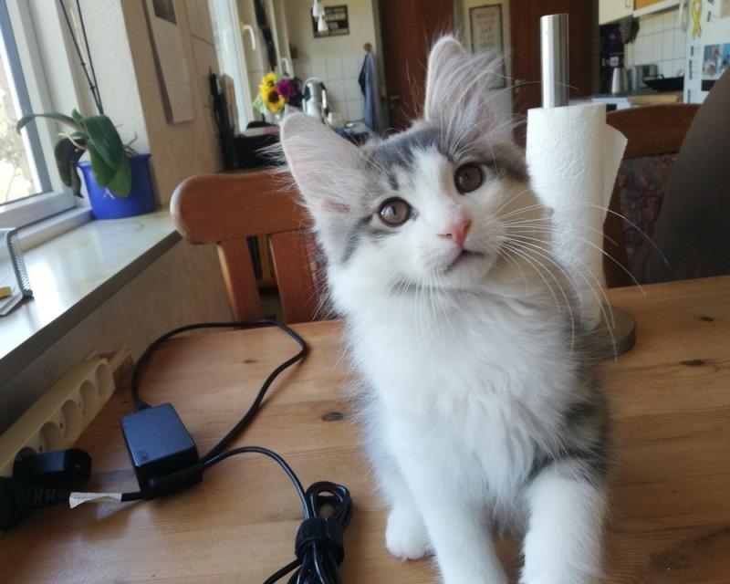 Kurilean Bobtail DK KorZhik's Emil billede 2