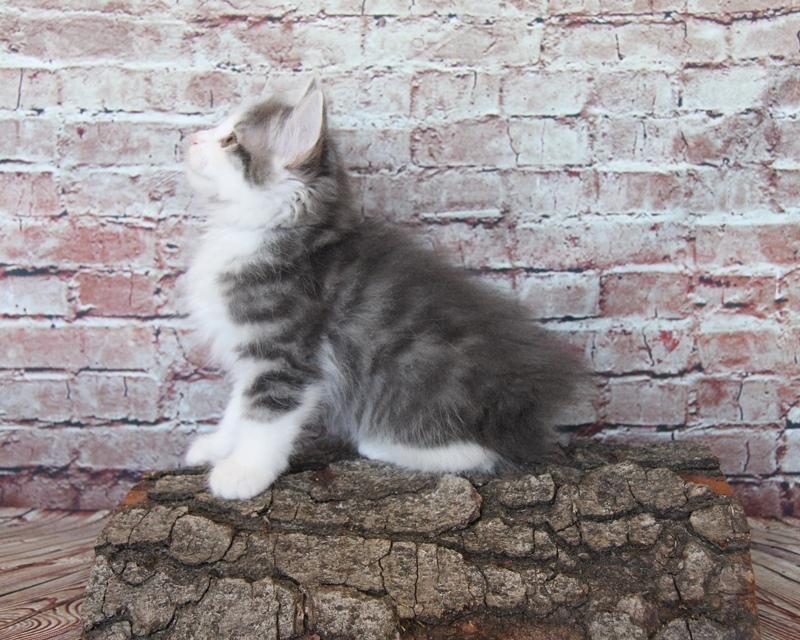 Kurilean Bobtail DK KorZhik's Emil billede 5