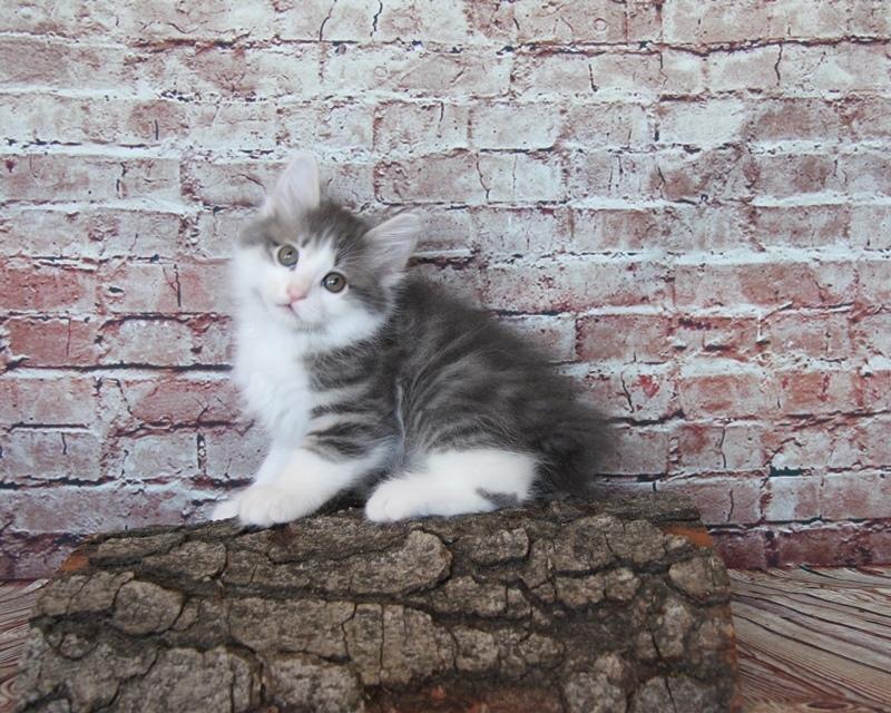 Kurilean Bobtail DK KorZhik's Emil billede 7