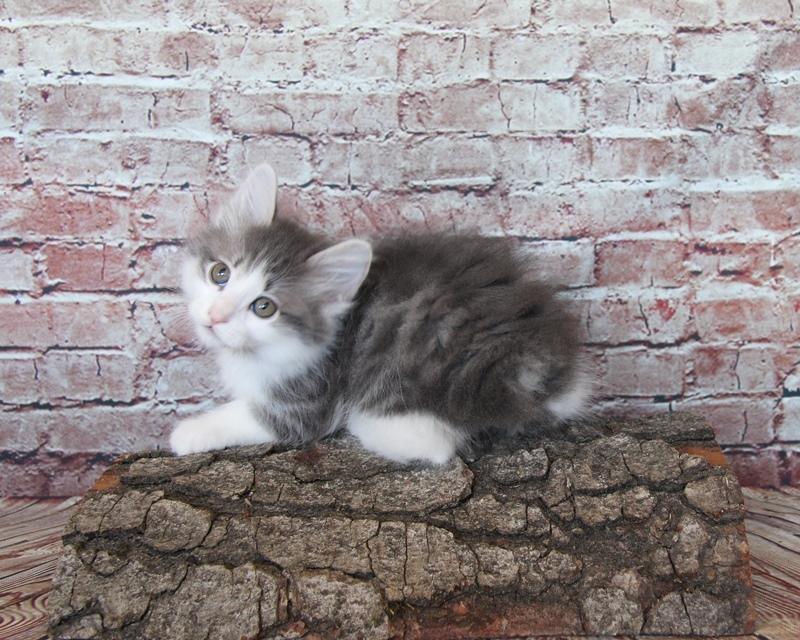 Kurilean Bobtail DK KorZhik's Emil billede 6