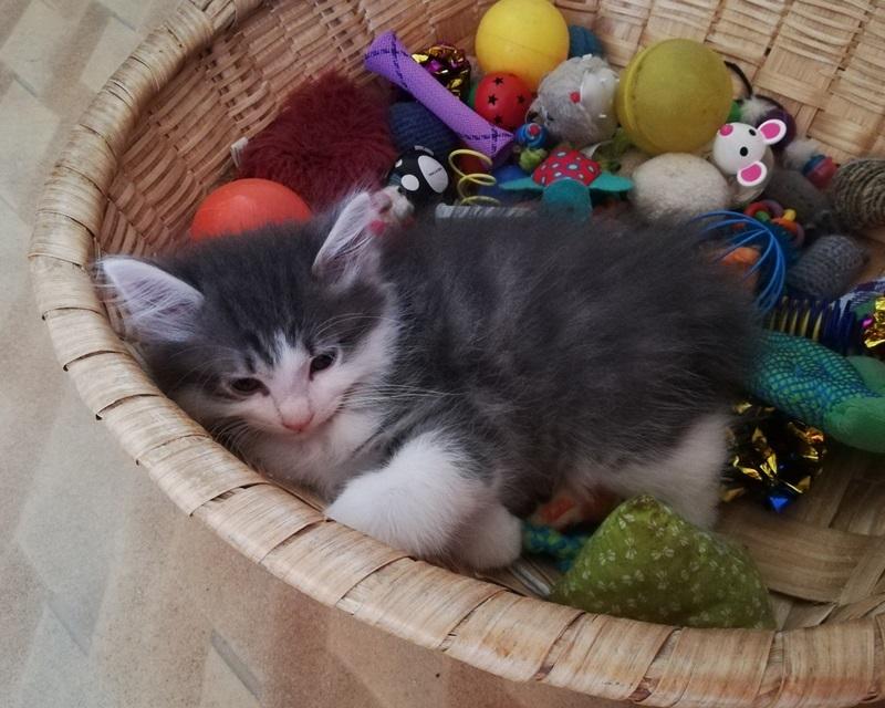 Kurilean Bobtail DK KorZhik's Emil billede 9