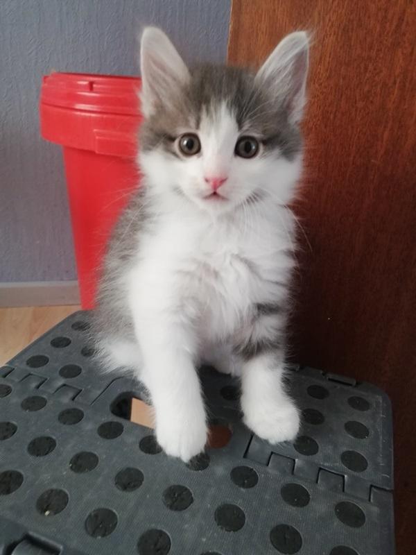 Kurilean Bobtail DK KorZhik's Emil billede 10