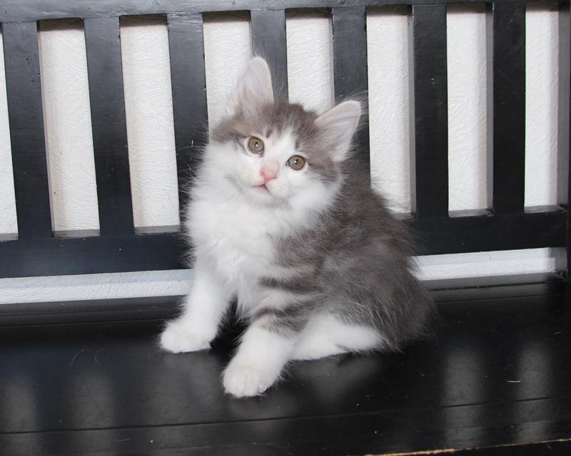 Kurilean Bobtail DK KorZhik's Emil billede 8