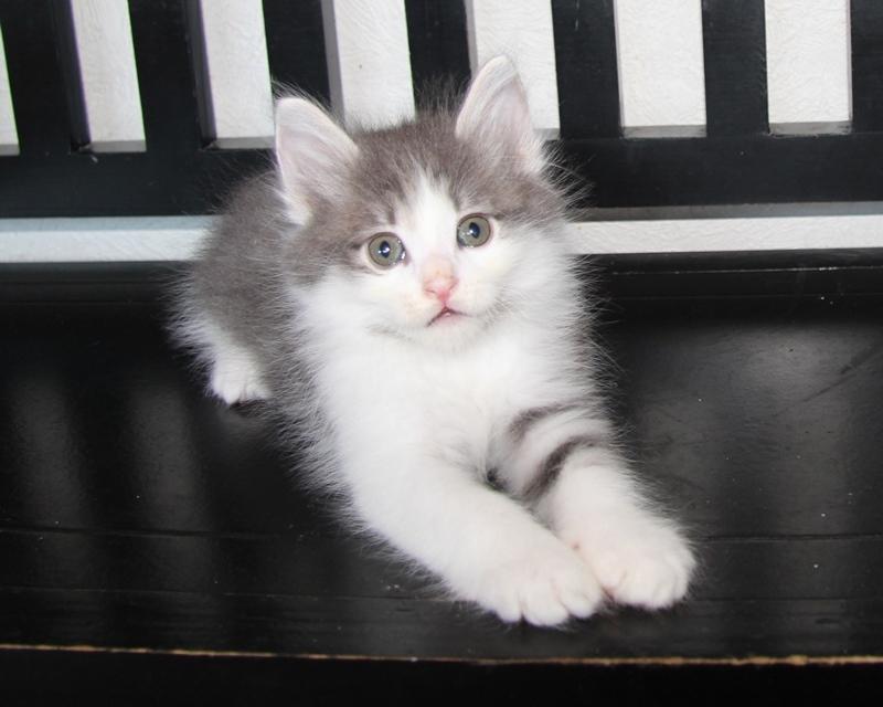 Kurilean Bobtail DK KorZhik's Emil billede 12