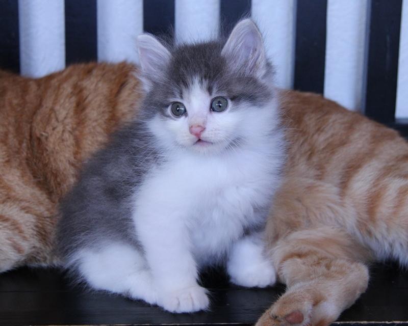 Kurilean Bobtail DK KorZhik's Emil billede 13