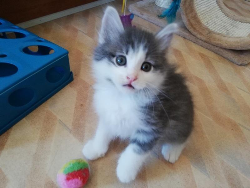 Kurilean Bobtail DK KorZhik's Emil billede 11