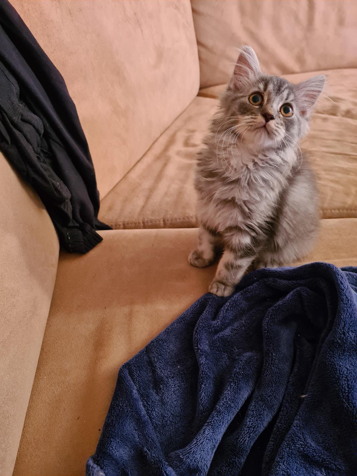 Blanding af racer Nova billede 4