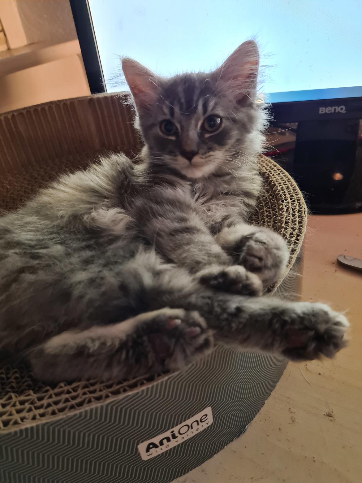 Blanding af racer Nova billede 6