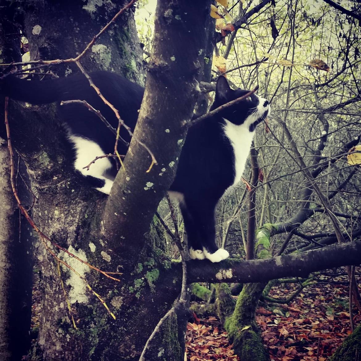 Huskat Tao - okt 2020 billede 9