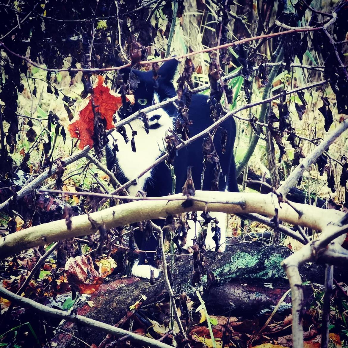 Huskat Tao - okt 2020 billede 10