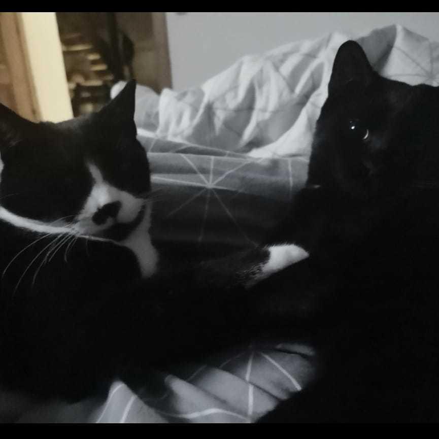 Huskat Tao - nov. 2020 billede 11