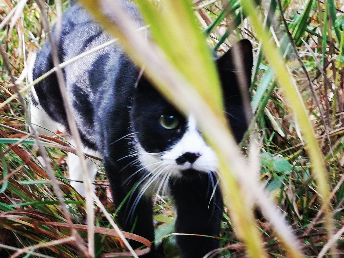 Huskat Tao - okt 2020 billede 12