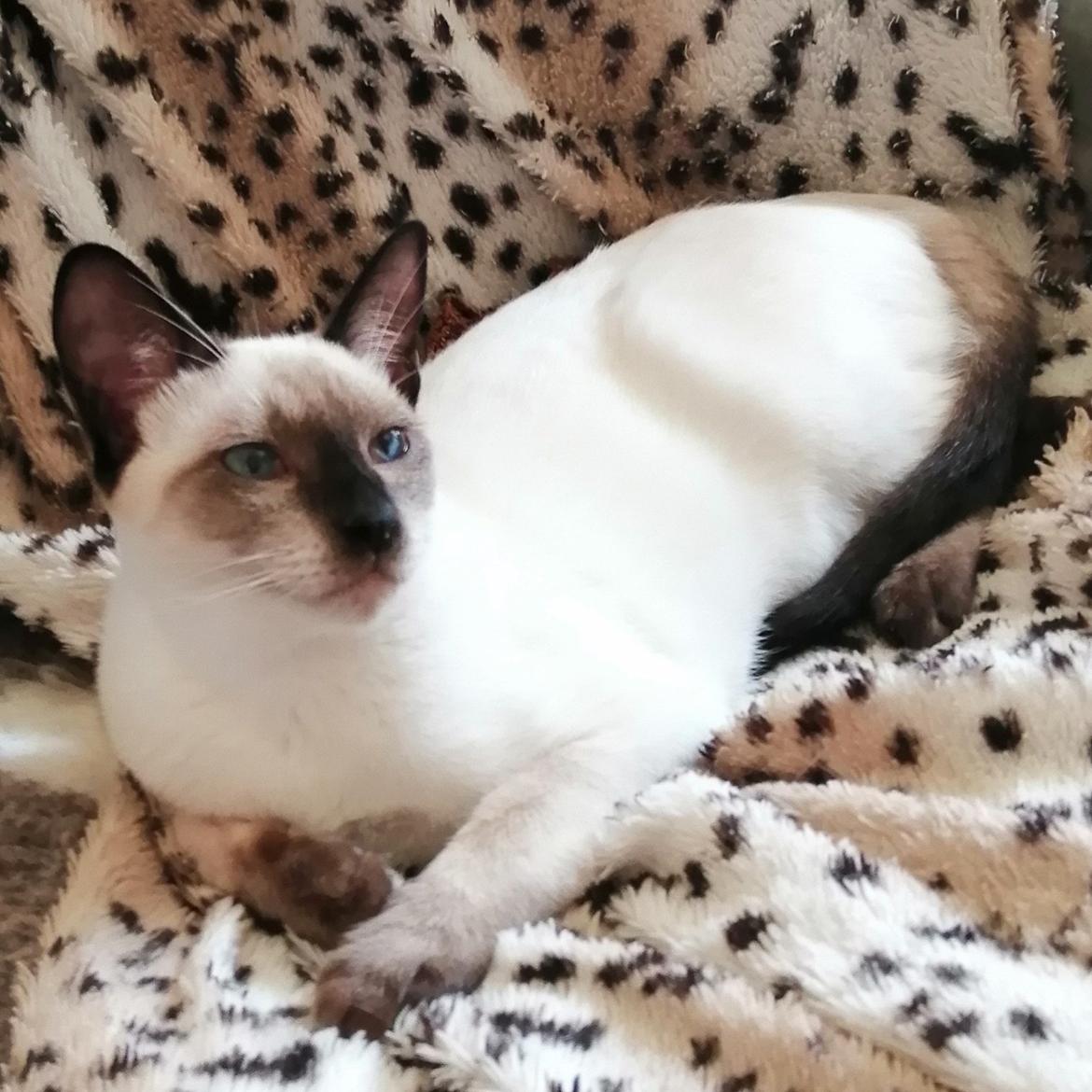 Thai Diablothai Faustino (Traditionel siameser)  billede 4