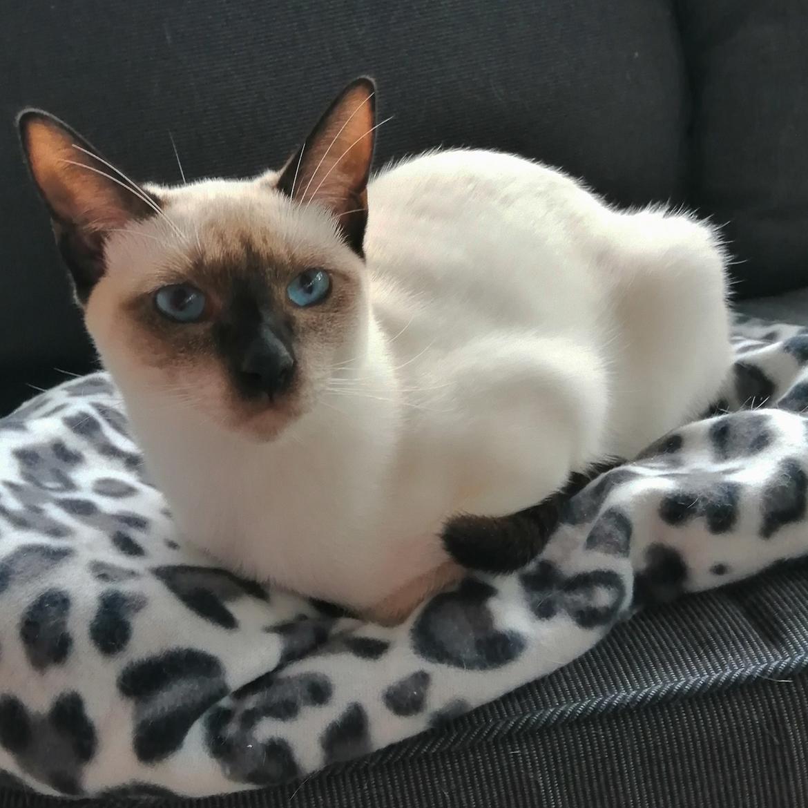 Thai Diablothai Faustino (Traditionel siameser)  billede 10