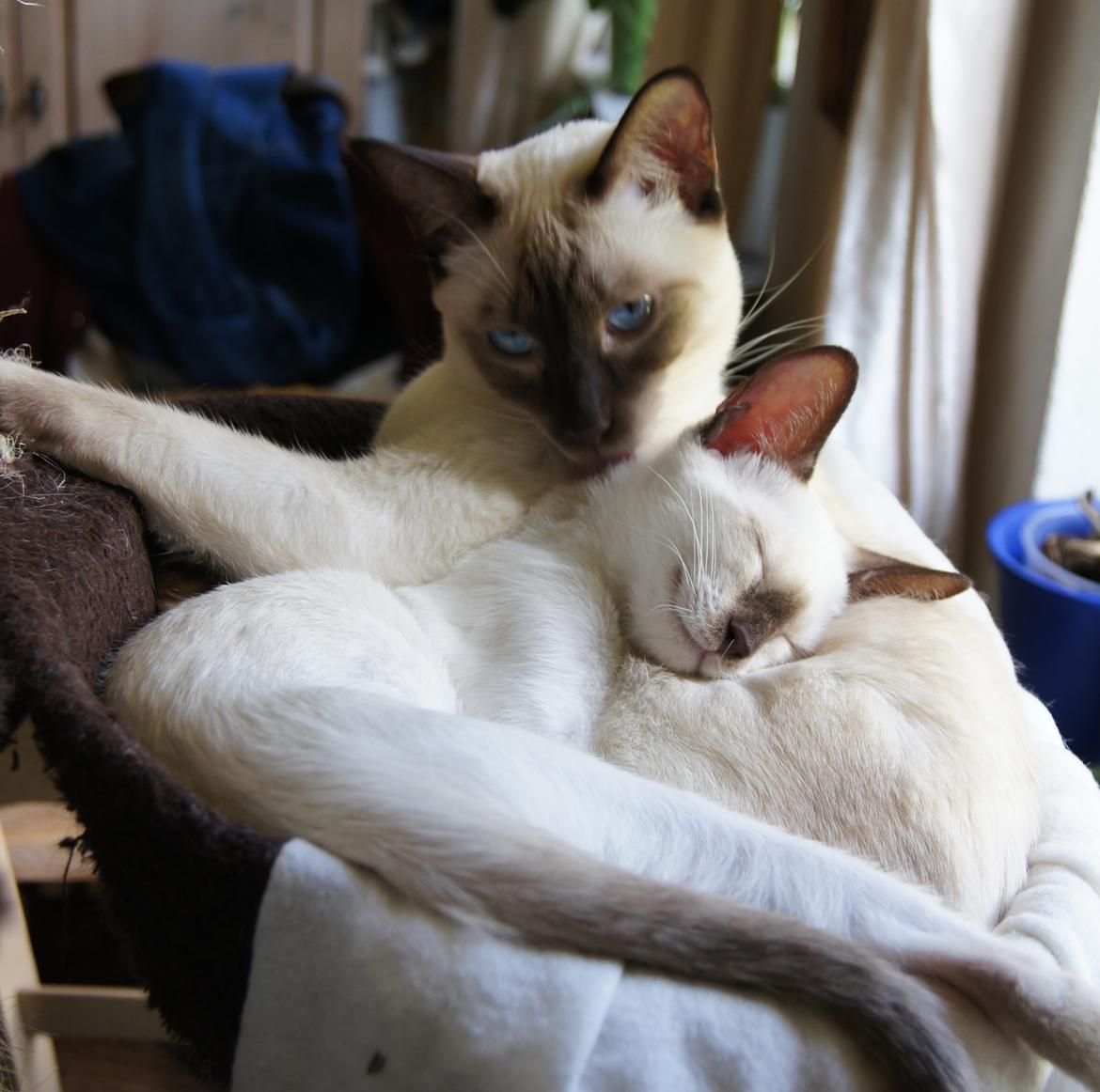 Thai Diablothai Faustino (Traditionel siameser)  billede 1