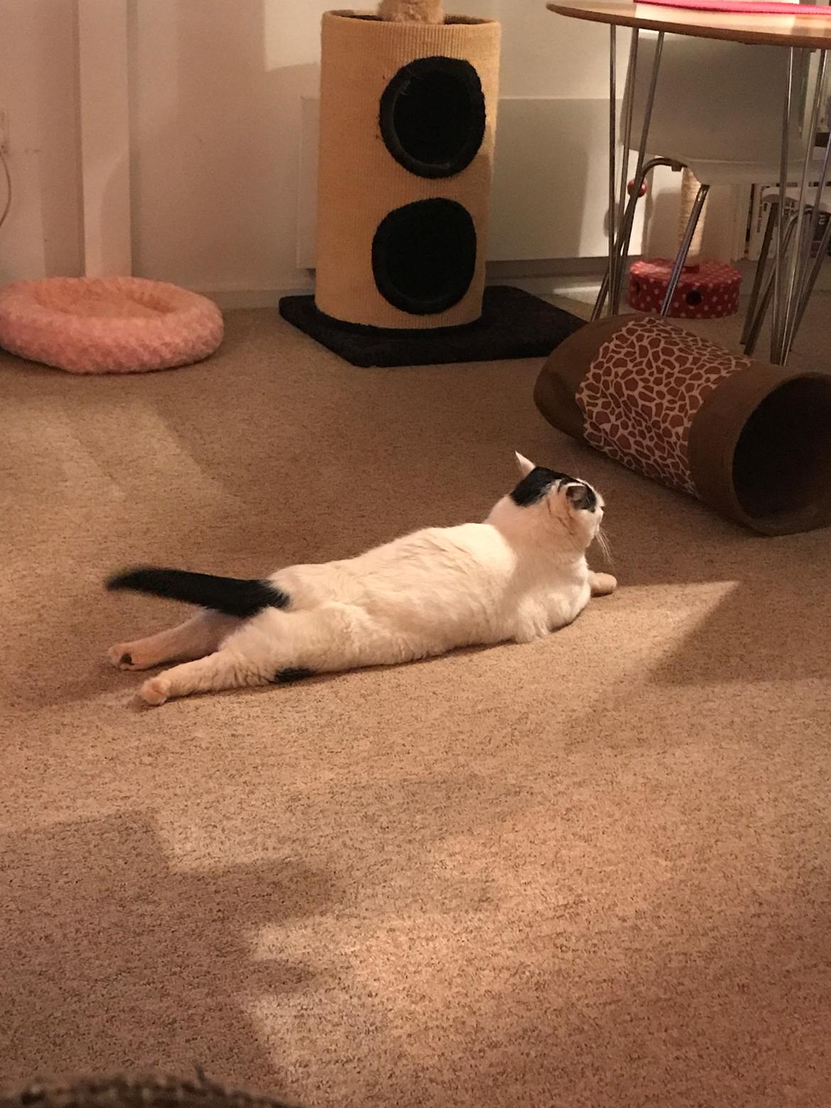 Huskat Freja billede 3