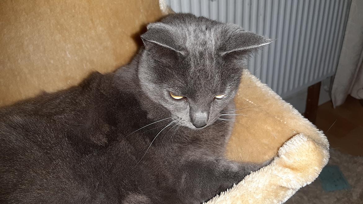 Huskat Smilla (lille fis) billede 31