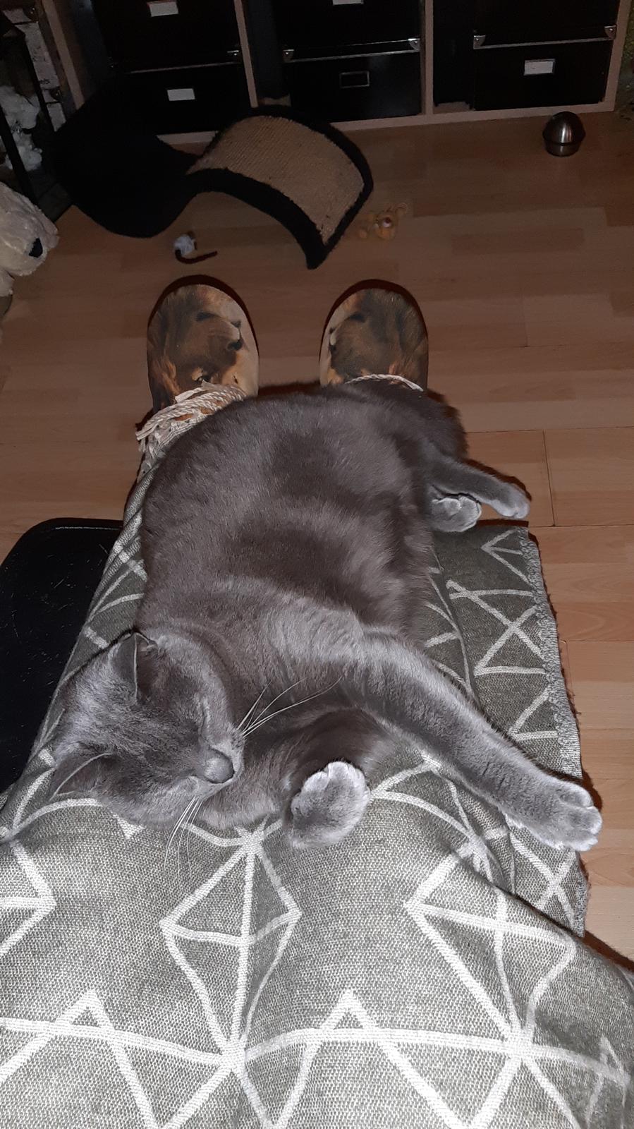 Huskat Smilla (lille fis) billede 1