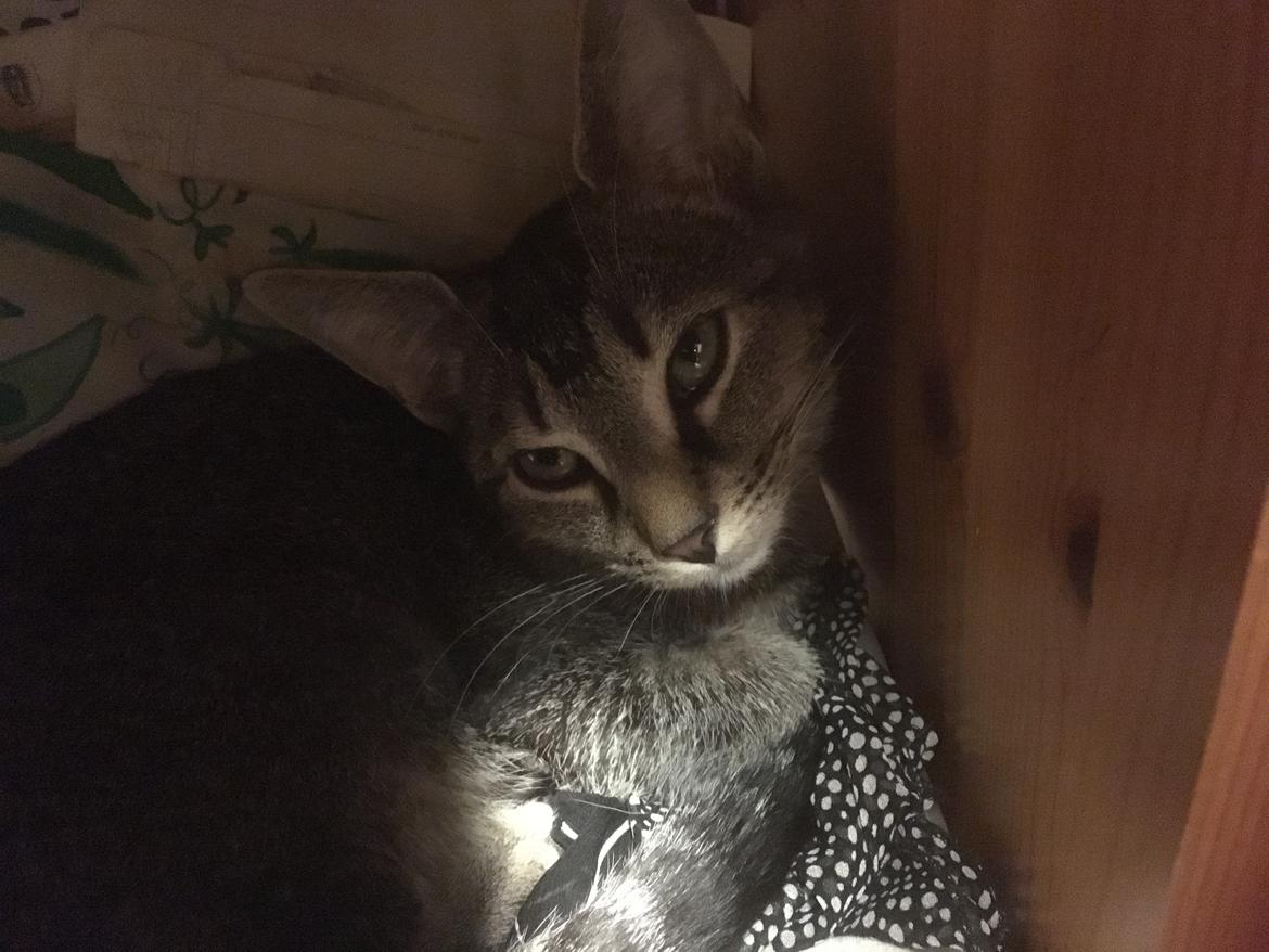 Huskat Cille billede 1