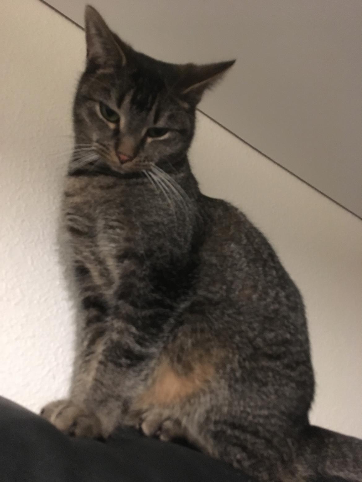 Huskat Cille billede 5