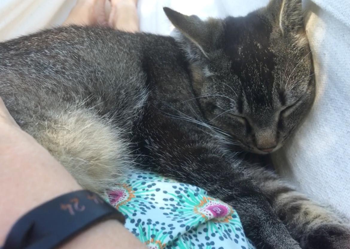 Huskat Cille billede 3