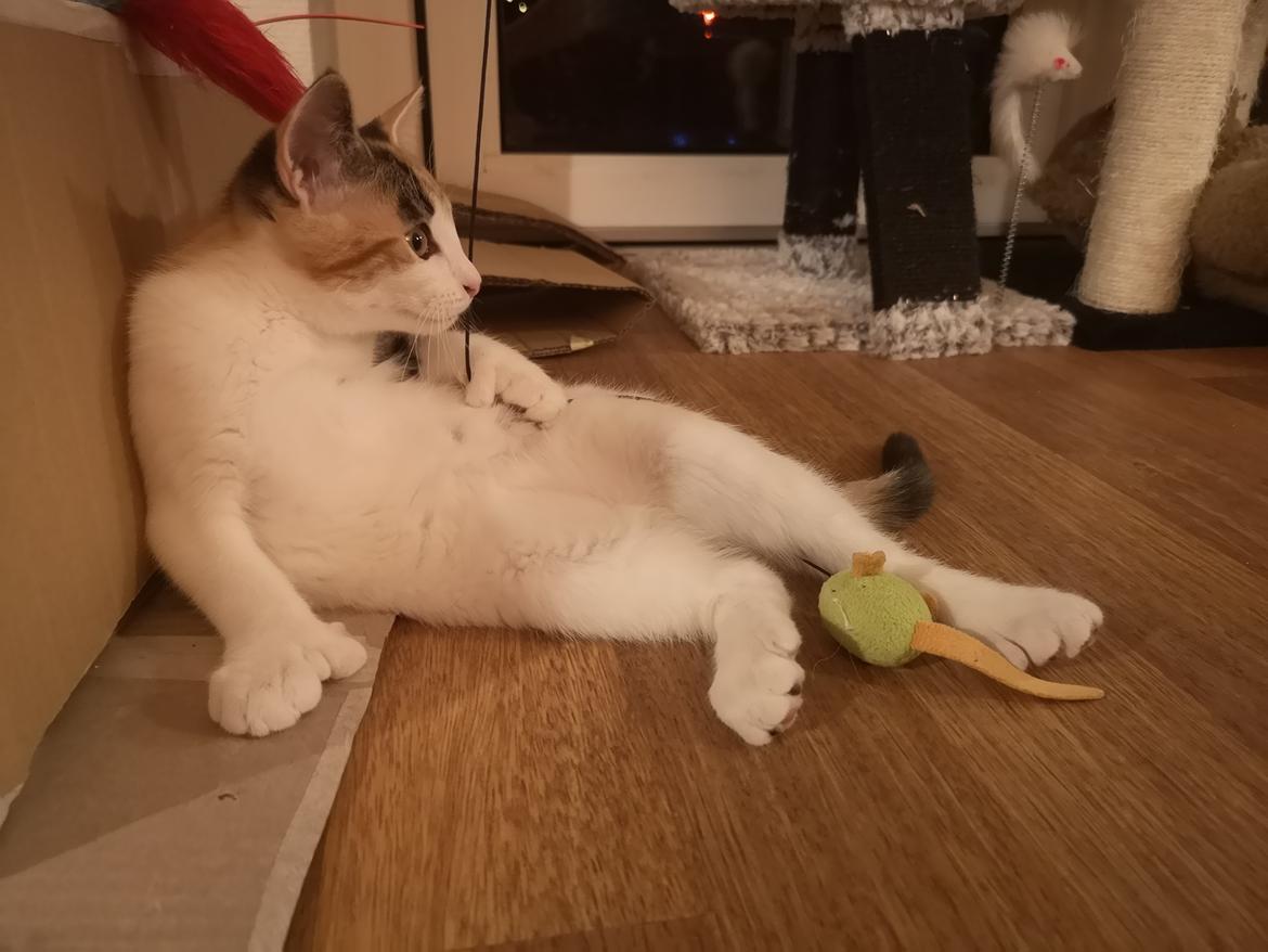 Blanding af racer Polydactyl / Papaya billede 1