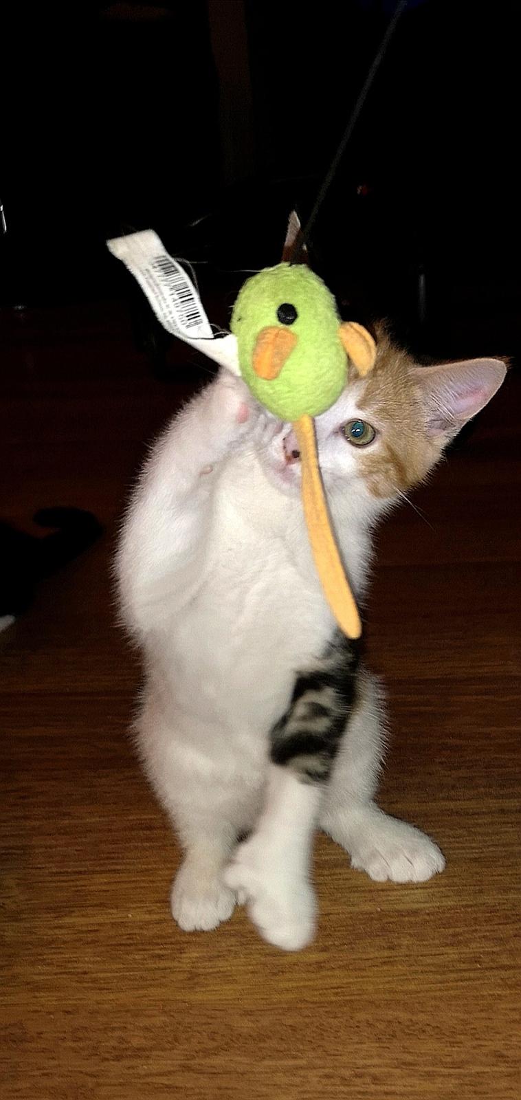 Blanding af racer Polydactyl / Papaya billede 2