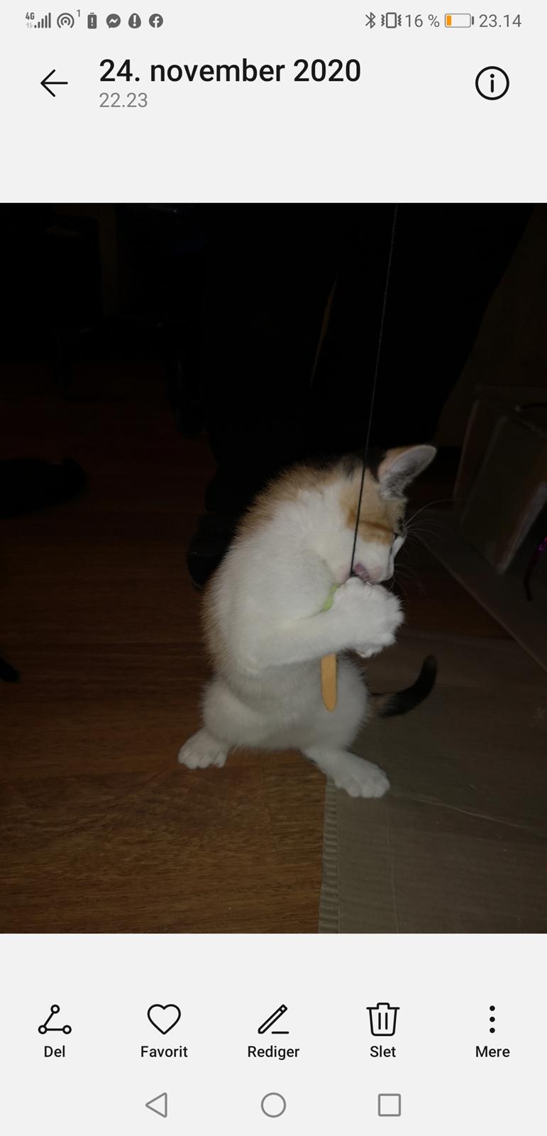 Blanding af racer Polydactyl / Papaya billede 3