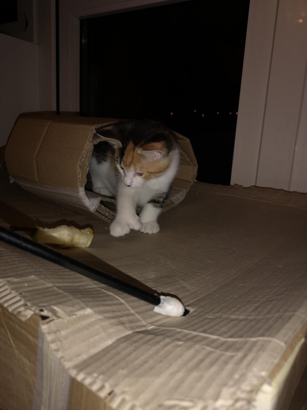 Blanding af racer Polydactyl / Papaya billede 4