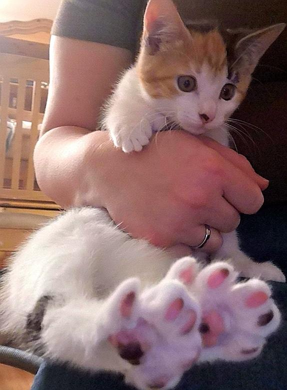 Blanding af racer Polydactyl / Papaya billede 5