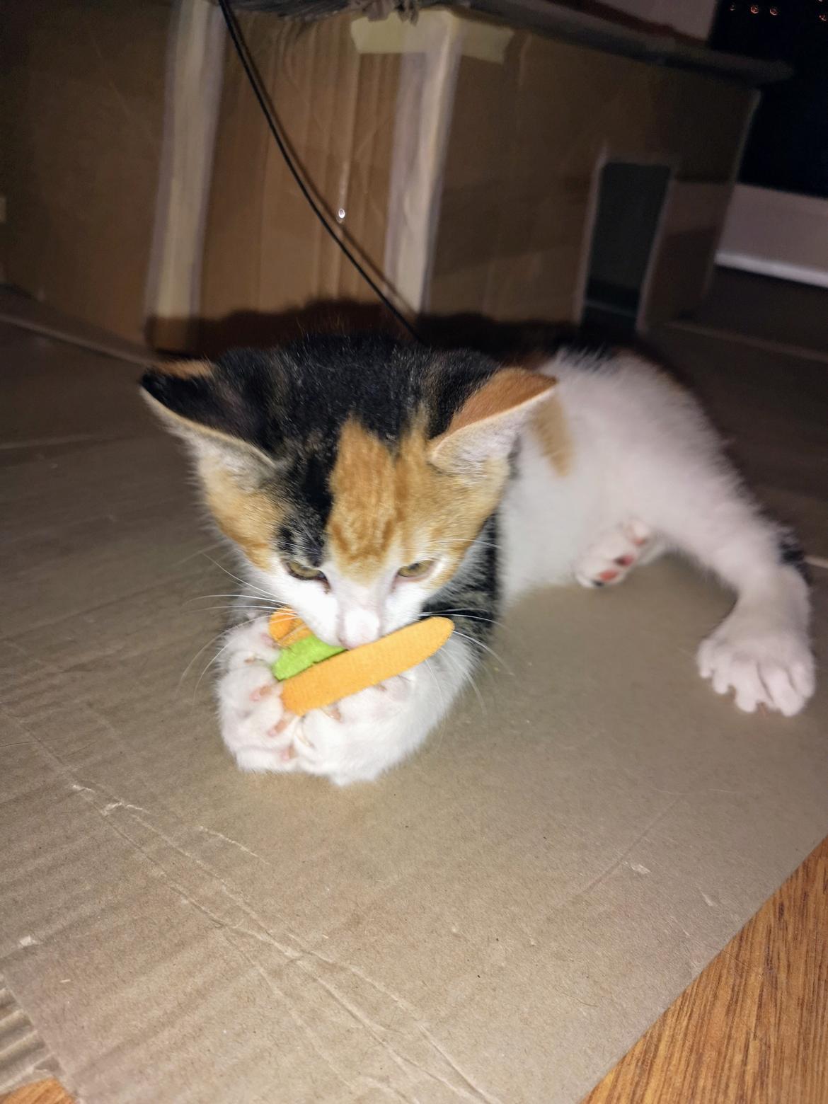 Blanding af racer Polydactyl / Papaya billede 6