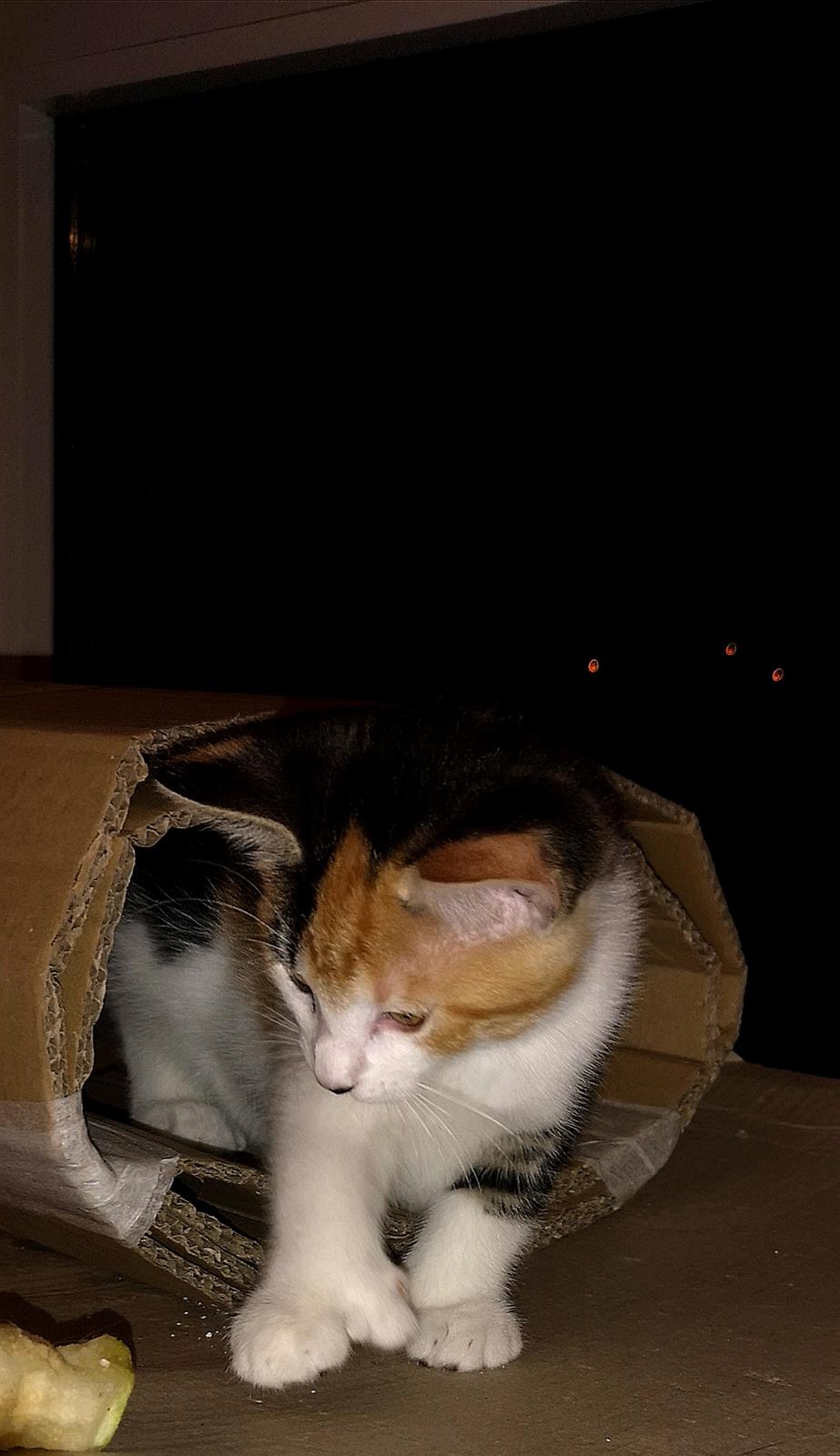 Blanding af racer Polydactyl / Papaya billede 7