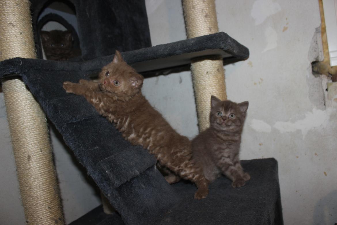 Selkirk Rex  Tzari Hayu billede 3