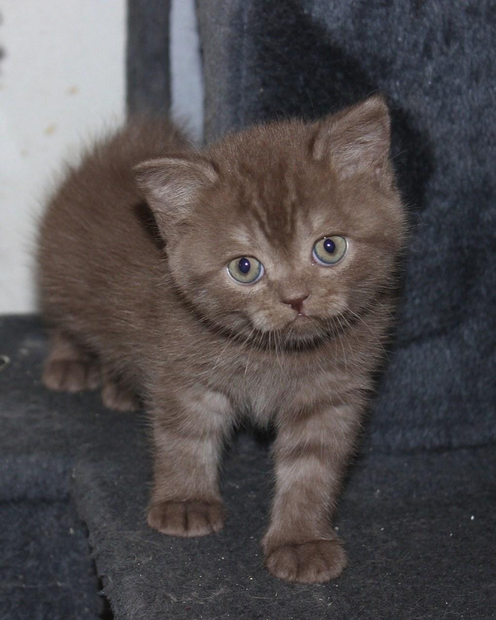 Selkirk Rex  Tzari Hayu billede 4