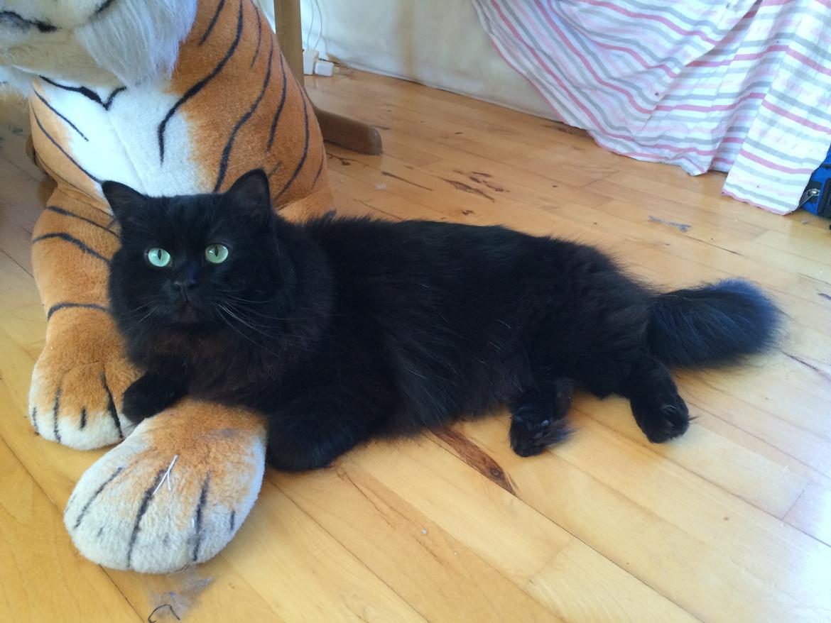 Blanding af racer Louis billede 21