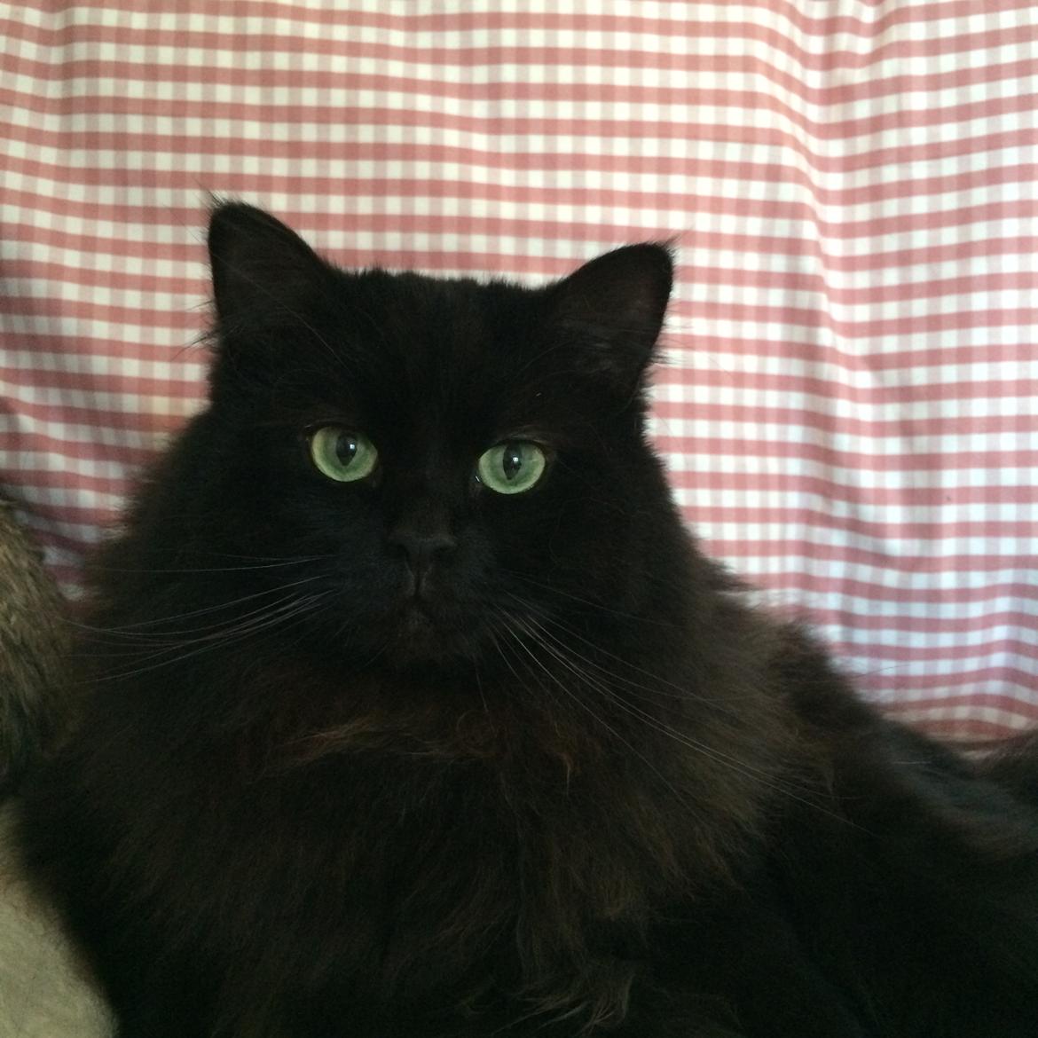 Blanding af racer Louis billede 22