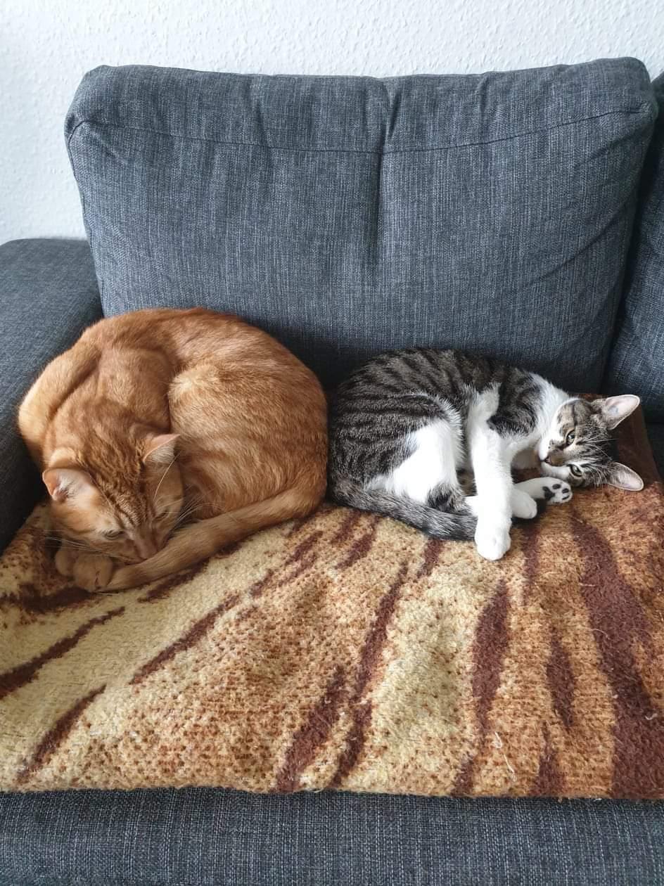 Huskat Bella billede 12