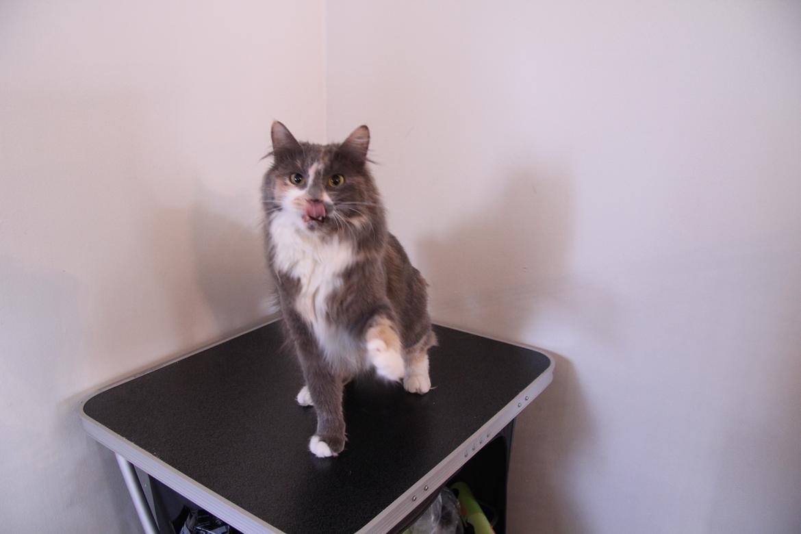 Kurilean Bobtail Naomi iz Doma Solntsa RU billede 5