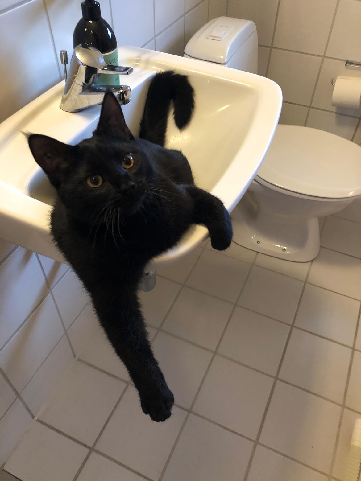 Huskat Ellie billede 8