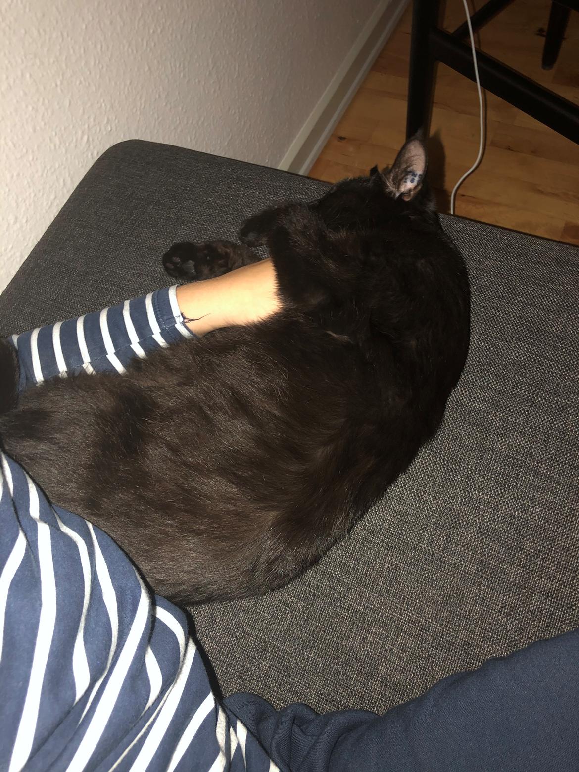 Huskat Ellie billede 12