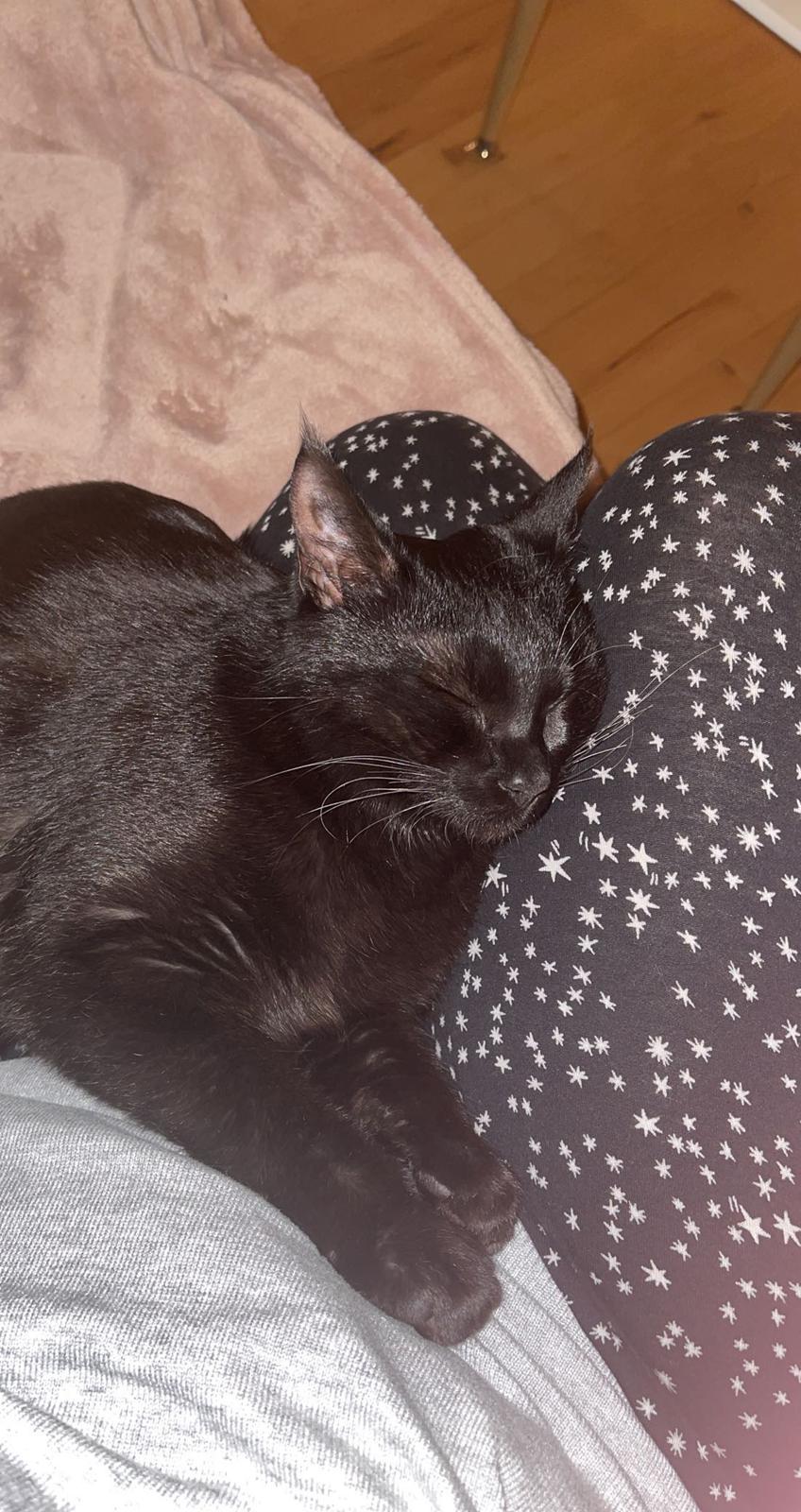 Huskat Ellie billede 13