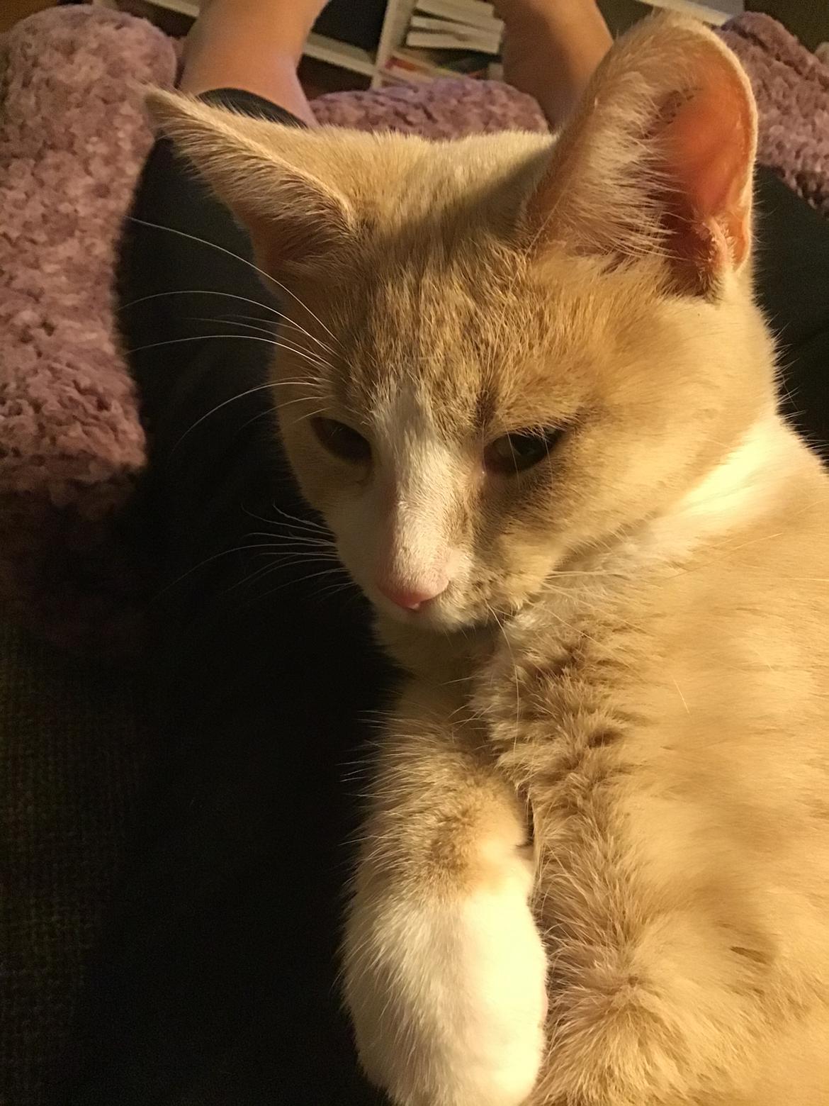 Blanding af racer beny billede 1