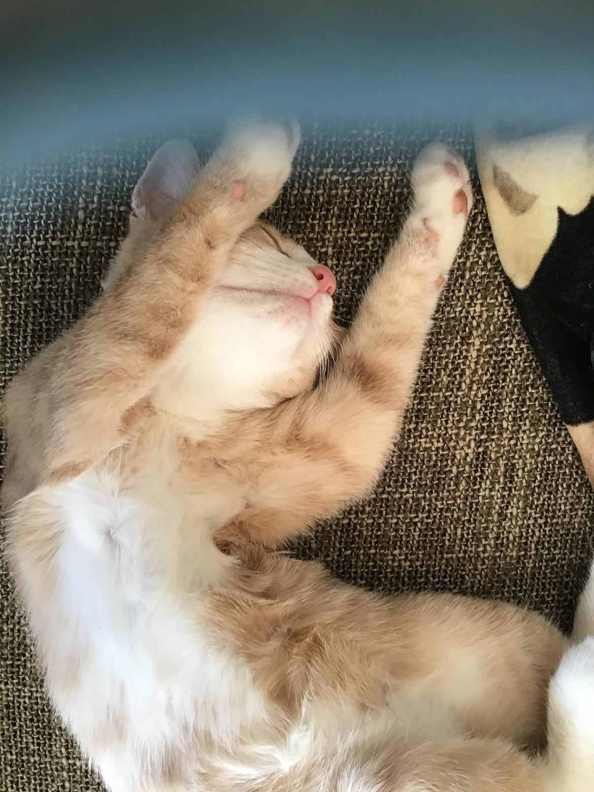 Blanding af racer beny billede 3