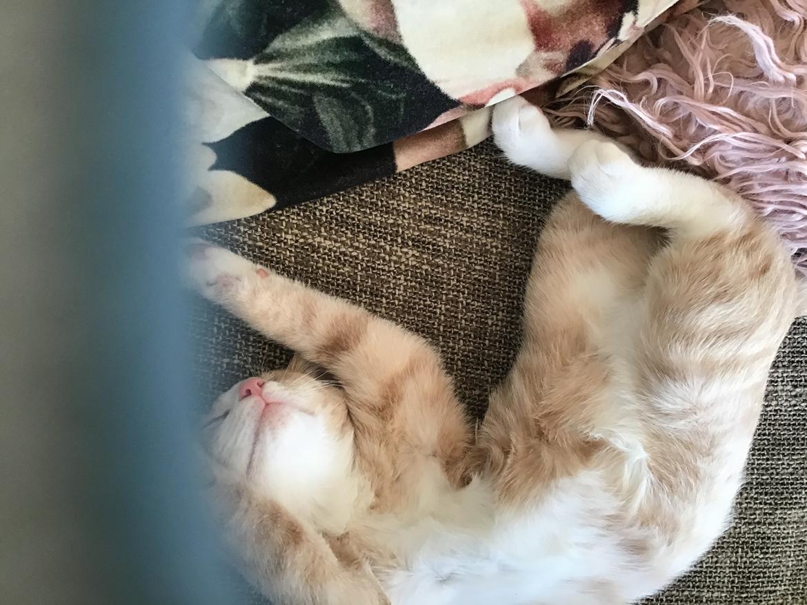 Blanding af racer beny billede 4