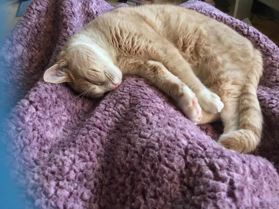 Blanding af racer beny billede 5