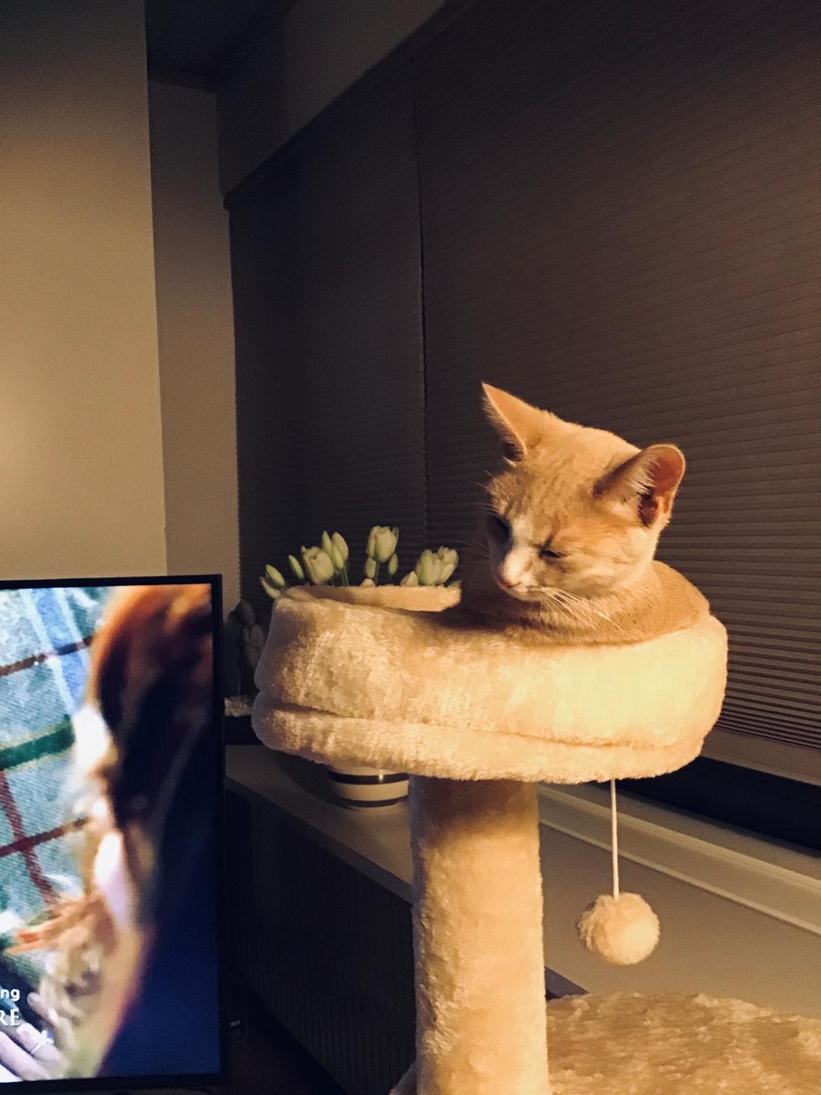 Blanding af racer beny billede 2