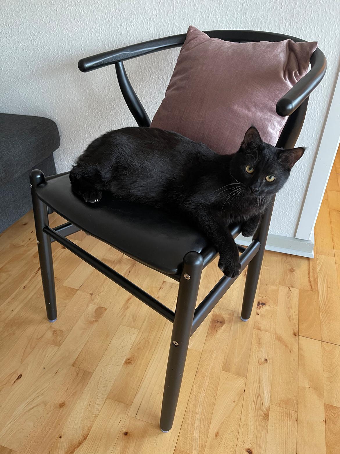 Huskat Ellie billede 16