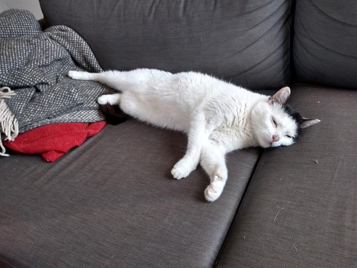 Huskat Laurits RIP billede 1
