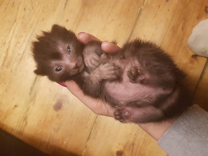 Lykoi Sin Sin Mooncatspl billede 0