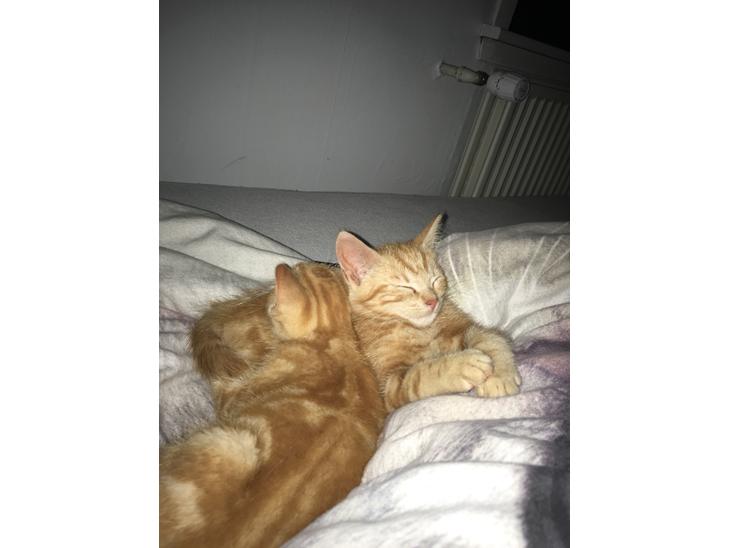 Huskat Mikkel billede 0